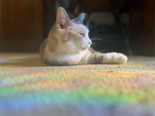 cat in the sun